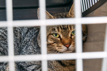 Sad cat behind bars, closed in transport box, cage or pet carrier. Homeless pets and veterinary...