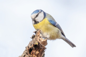Blaumeise auf einem Ast