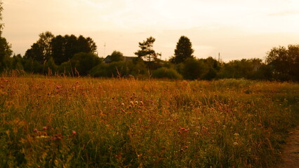 Obraz premium Rural landscape with field at sunset and village in the background. Vologda region