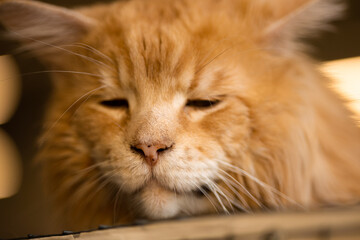 Beautiful light red golden fluffy muzzle of a Maine Coon cat, tired sleepy face, close-up