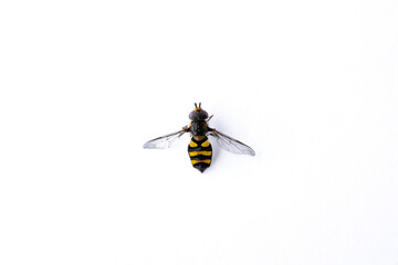 Syrphidae Diptera striped insect with black and yellow color stripes isolated on a white background close-up