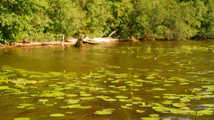 Green water lily leaves in river or lake