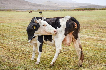 mottled cow try to scratch his body with his mouth