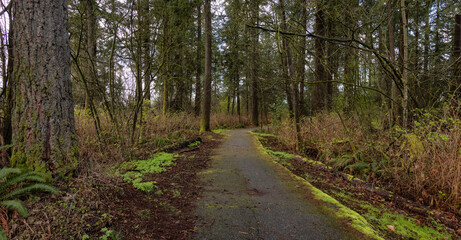Fototapeta na wymiar Scenic Walking Trail Path in the green woods. Suburban City Park in Fraser Heights, Surrey, Vancouver, British Columbia, Canada. Spring Season.