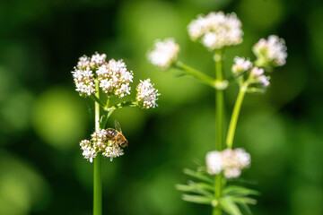 Fototapeta premium Honey bee collecting pollen from white flowers. Soft green background. Summer, wild flowers, calm, soothing