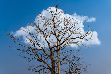 Tree branch silhouette with blue sky background