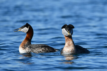 Funny looking mating pair of Red-necked grebes on lake calling out