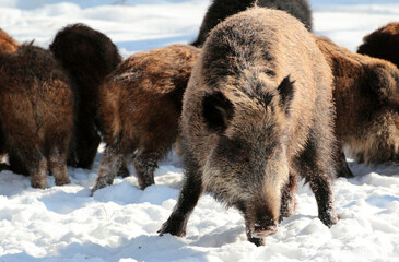Wild-boar, female, male and baby boar (Sus scrofa) in winter forest.