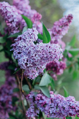 Obraz premium Beautiful fresh purple lilac flowers in full bloom in the garden against green natural background, close up, selective focus. Blooming syringa vulgaris, floral spring backdrop.