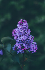 Beautiful fresh purple lilac flowers in full bloom in the garden against dark green background, close up, selective focus. Blooming syringa vulgaris, floral spring backdrop.