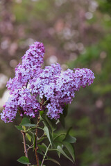 Beautiful fresh purple lilac flowers in full bloom in the garden, close up, selective focus. Blooming syringa vulgaris, floral spring background.