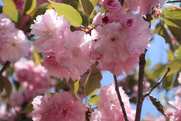 Beautiful cherry blossom close-up of double cherry blossoms