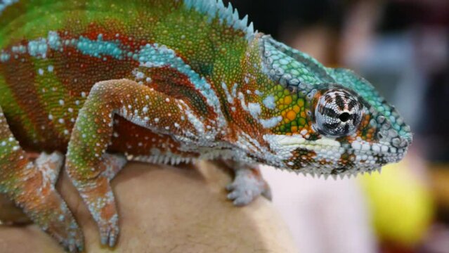 Beautifully patterned panther chameleon (Furcifer pardalis) on a terraristic & aquaristic expo