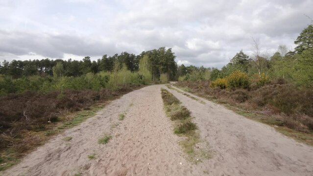 Heathland footpath in the surrey hills sandy terrain with blooming common gorse bushes and managed pine woodland on sunny spring day in Blackheath