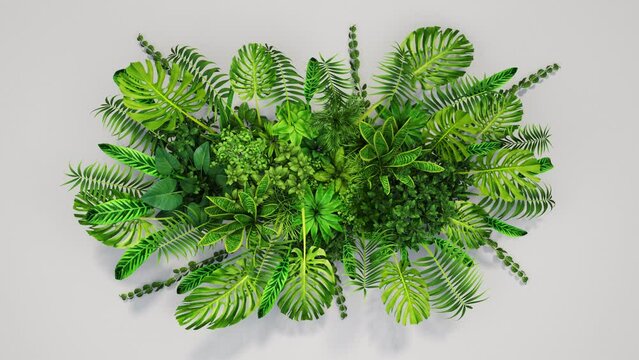 Plants grow on a plain background and have a beautiful bouquet. Monstera, ficus, tropical grass and more.