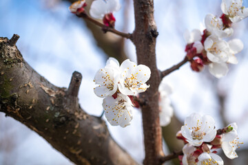 Blooming fruit tree close-up macro photography, first spring leaves and floral background photo