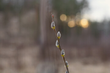 Close-up of a willow branch with bokeh effect in the background. Flowering willow branch photographed on Palm Sunday. Soft spring nature Background with willow branch.