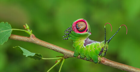 Beautiful caterpillar in a frightening pose, unique animal behaviour - Powered by Adobe