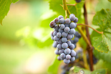 blue grapes in the garden