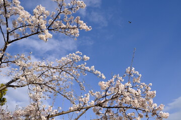 blooming tree
