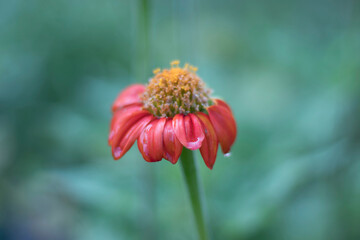 Beautiful flowers with beautiful colors and raindrops on the leaves of the flowers in the garden blurry background.