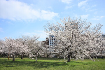 blooming tree