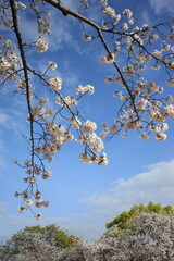 cherry tree blossom