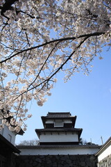 japanese cherry blossom