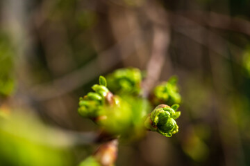 Spring first green leaves on sky background, beautiful garden and nature photo