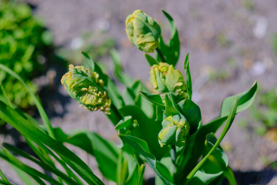 Closed tulip