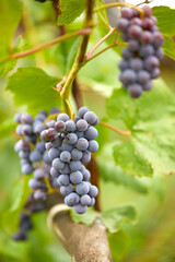 blue grapes in the garden