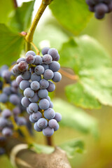 blue grapes in the garden