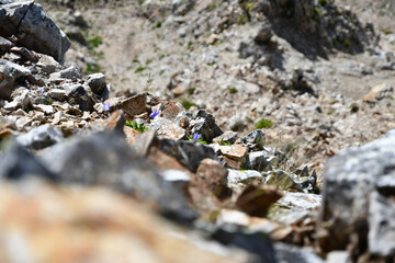 A flower in rocky mountain