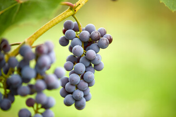 blue grapes in the garden
