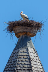 White stork in its nest on a spire in the village of Zellenberg  Alsace region  France © Delphotostock