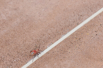 red insect on a stone