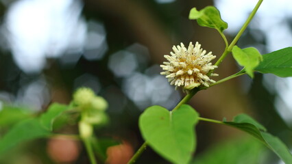 Mitragyna speciosa flower on the tree