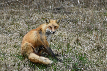 Red fox sits scratching on agriculture field