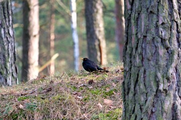 beautiful blackbird in the forest