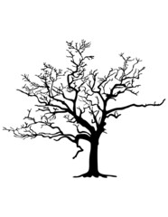 Obraz premium Tree silhouette on white background