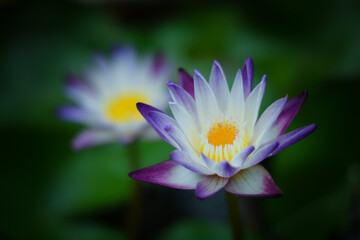 beautiful waterlily or lotus flower in the lake