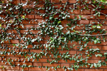 wall of red clay bricks, with green ivy