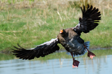 Gans bei der Landung / im Flug in Bocholt an der Mosse