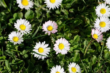 Blooming daisies in the spring illuminated by the sun. Oxeye daisy