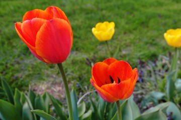 red and yellow tulips. beautifully colored petals