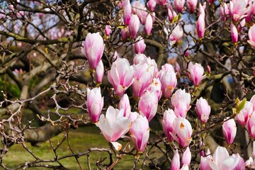 Magnolia tree blossom in spring. Beautiful pink flowers in the sunlight. warm april weather