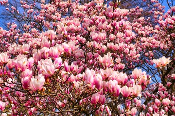 Magnolia tree blossom in spring. Beautiful pink flowers in the sunlight. warm april weather