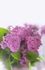 Lilac. Beautiful lilac flowers branch on a white background, natural spring background, soft selective focus. Vertical photo with copy space