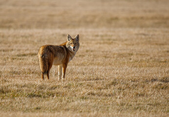 Fototapeta premium large coyote hunting mice in field 