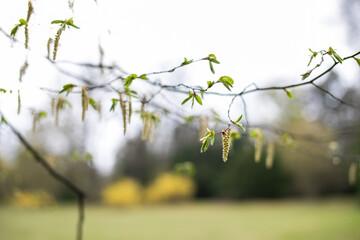 branch of aspen with green catkins without leaves in early spring in park